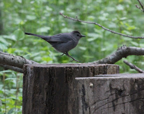 Gray Catbird: We are now approaching the runway.