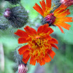 wildflowers 041.JPG