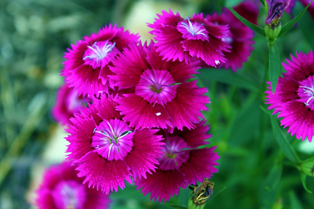 [dianthus%25202%255B4%255D.jpg]