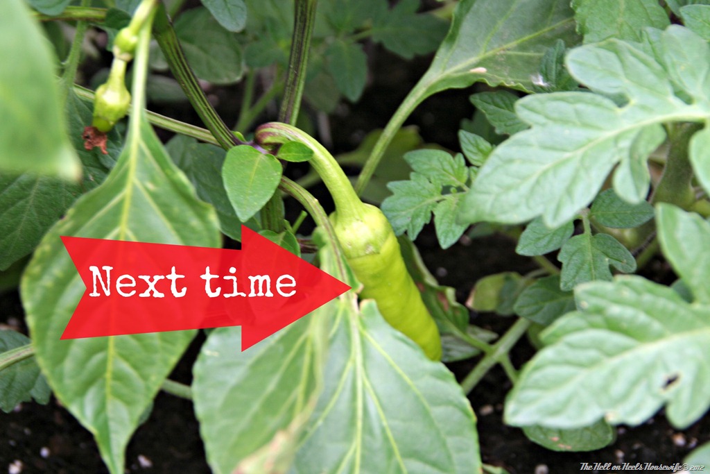 [pepper%255B4%255D.jpg]