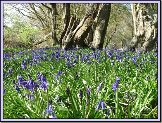 Bluebells at Forsham - 4/4/12