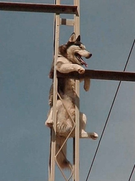 [animales%2520con%2520problemas%2520%25281%2529%255B2%255D.jpg]