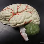 brain_model_01.JPG