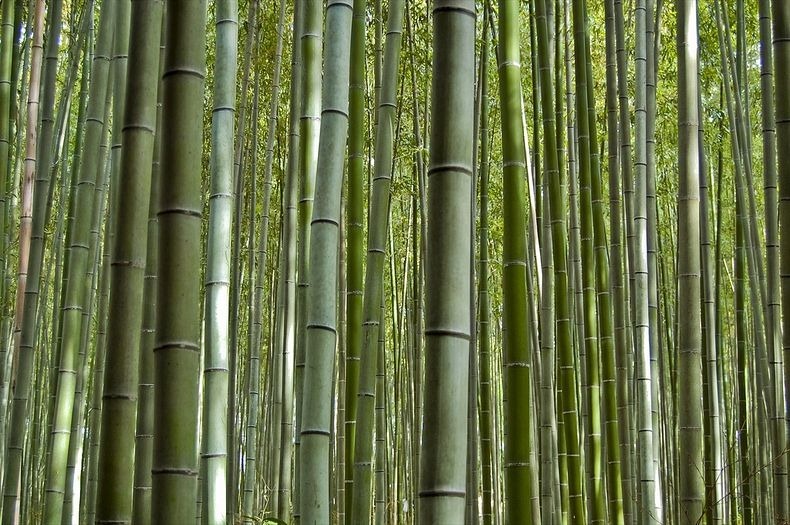 Foto: Keindahan Hutan Bambu Sagano Di Jepang [ www.BlogApaAja.com ]