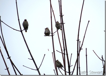 Bohemian Waxwings