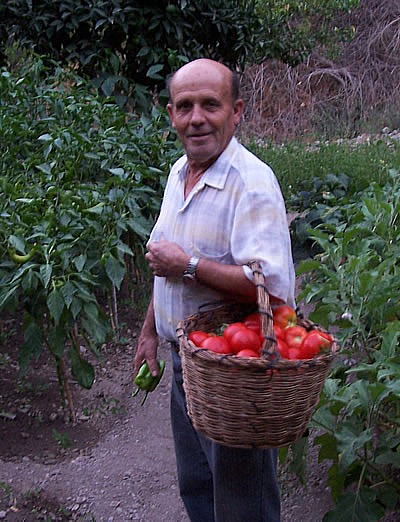 [Tomato%2520harvest%255B3%255D.jpg]