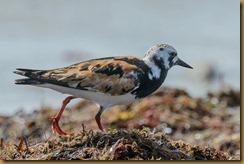 Ruddy Turnstone - Arenaria interpres,