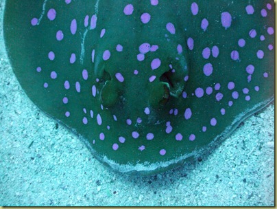 Blue Spotted Ray-002