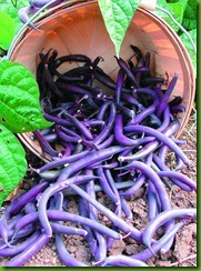 Bean Royal Burgundy Bean Royal Burgundy