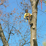 Can you see the utility company's guy wire?