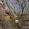 wiosna! dsc07117.jpg