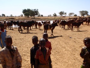 Niger ninos guardando ganado