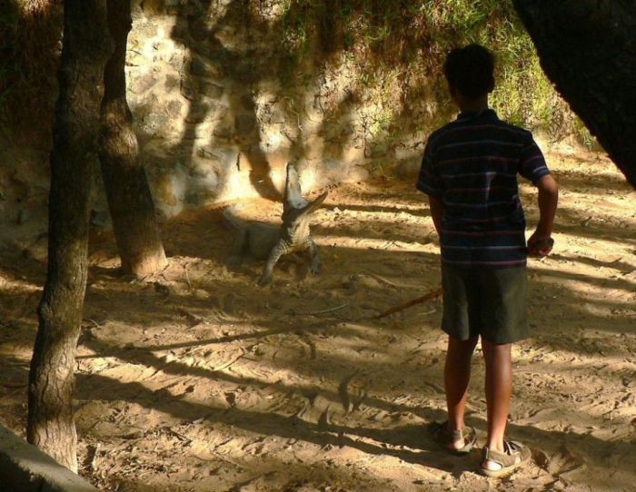 Unbelievable: Kids are training the crocodile