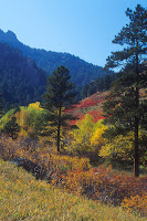 Fall foliage and evergreen still life