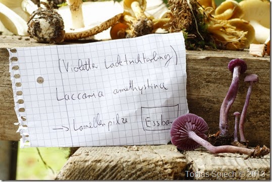 Violetter Lacktrichterling Laccaria amethystina