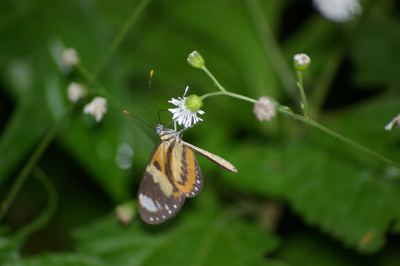 Mechanitis lysimnia FABRICIUS, 1793. Caçandoca (Ubatuba, SP), 15 février 2011. Photo : J.-M. Gayman