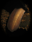 Eel: hidding on the 5m platform