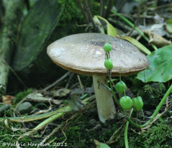[29%2520toadstool-3%255B2%255D.jpg]