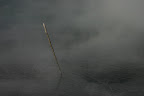 Lone stick, Rotorua Thermal Area