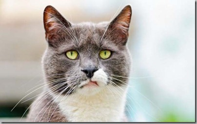 Meh cat Meh cat