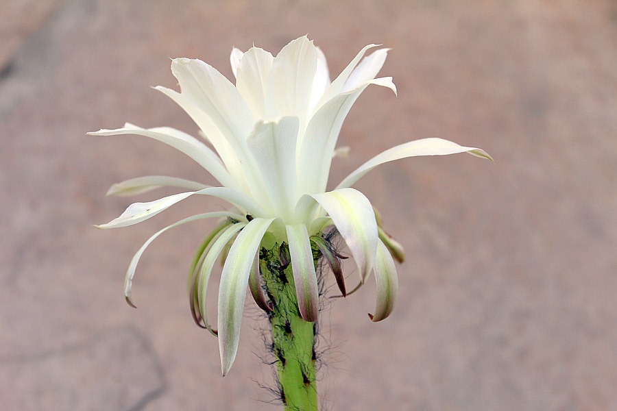 [120603_echinopsis-subdenudata_15%255B6%255D.jpg]
