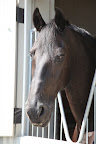 Let me explain - Sharkey, I am a horse and I am what is called an herbivore.  My teeth have adapted quite nicely to chew on all sorts of grasses, which is what we horses like to eat.