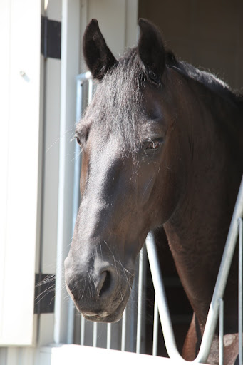 Let me explain - Sharkey, I am a horse and I am what is called an herbivore.  My teeth have adapted quite nicely to chew on all sorts of grasses, which is what we horses like to eat.