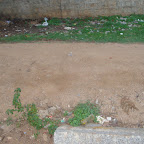 Suranjandas Road plantation