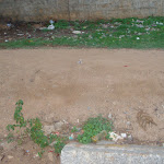 Suranjandas Road plantation