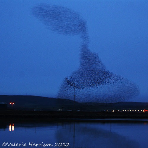 [starlings-8%255B2%255D.jpg]