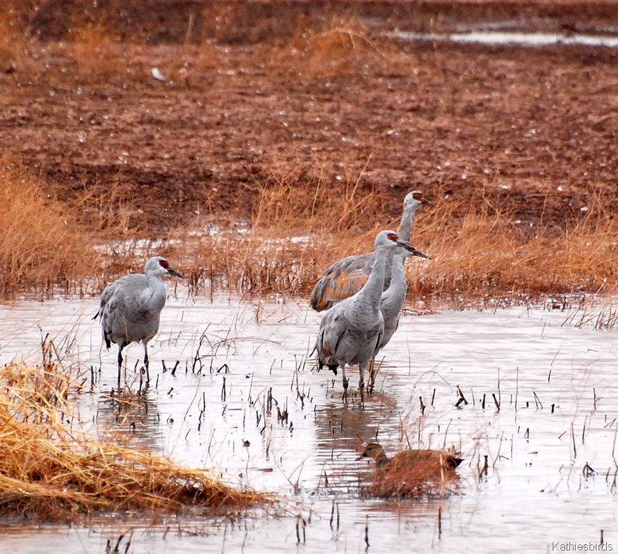 [14.%2520sandhill%2520cranes-kab%255B3%255D.jpg]