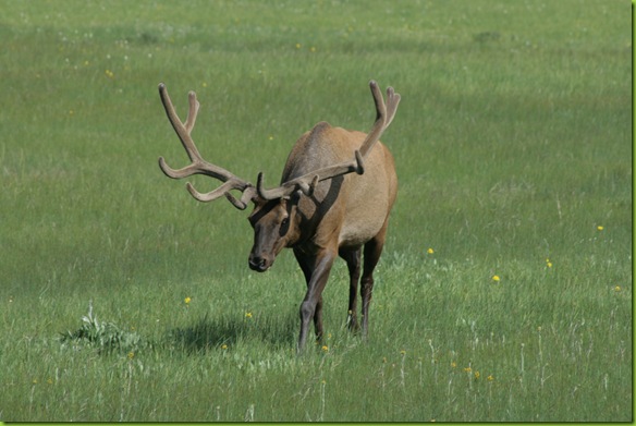 yellowstone6