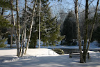 Birch trees along Gull River