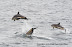  &ndash; Atlantic white sided dolphins