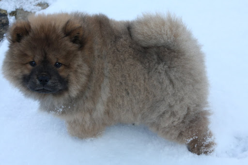 It feels so soft, but so cold on my little paws.