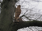 The Owl is still in his tree though the Owl Hole has gone!