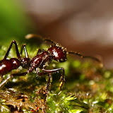 Bullet ant