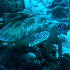Schildkröte bei Gili Air, Lombok