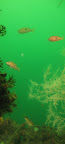 Underwater Observatory