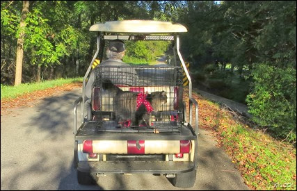 Baxter on golf cart