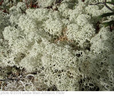 'lichen turf along the Great Bear River' photo (c) 2006, Leslie Main Johnson - license: http://creativecommons.org/licenses/by/2.0/