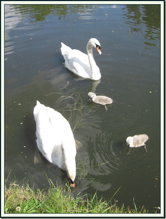 Swans and their young on the Bridgewater Canal in Timperley - 19 June 2011