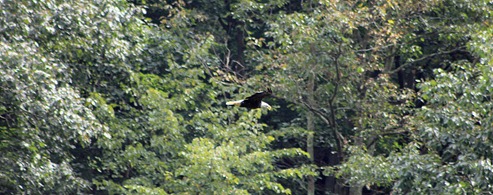 Potomac Eagle train18 Potomac Eagle train18