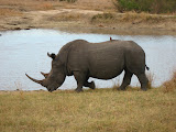The male rhino running back and forth trying to enforce his territory. South Africa - 484.jpg