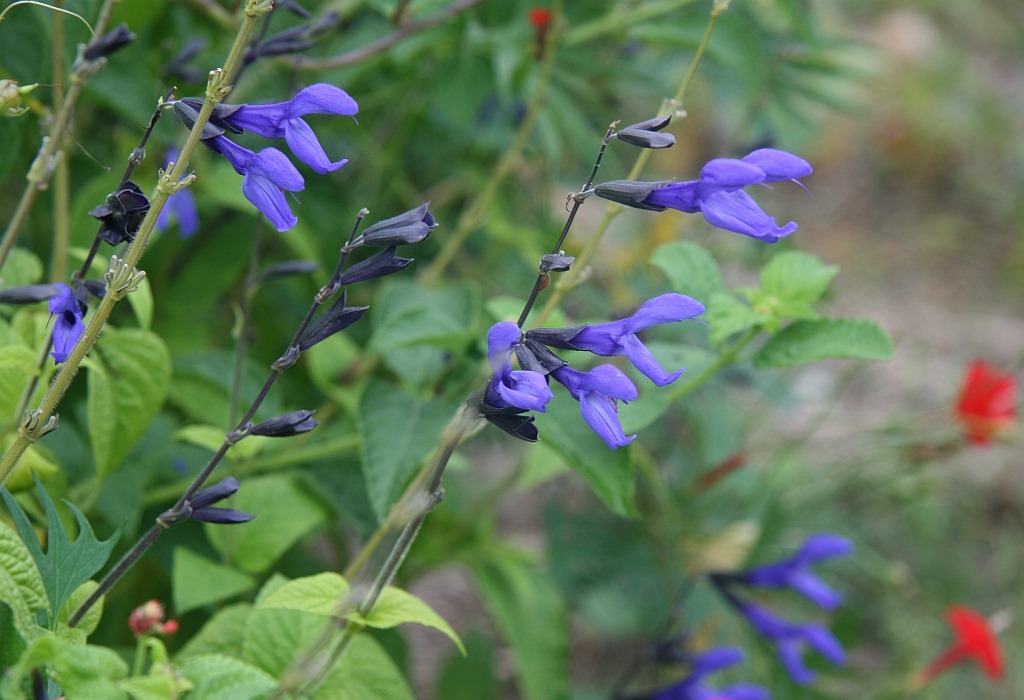 [Salvia%2520guaranitica%2520Black%2520%2526%2520Blue%255B11%255D.jpg]