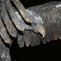 Beauty Close up wing tip and eye.jpg Beauty Close up wing tip and eye.jpg
