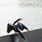 Anhinga (Snake Bird)
