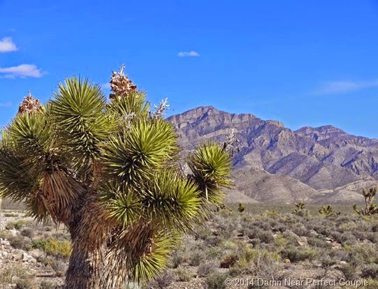 Joshua Tree