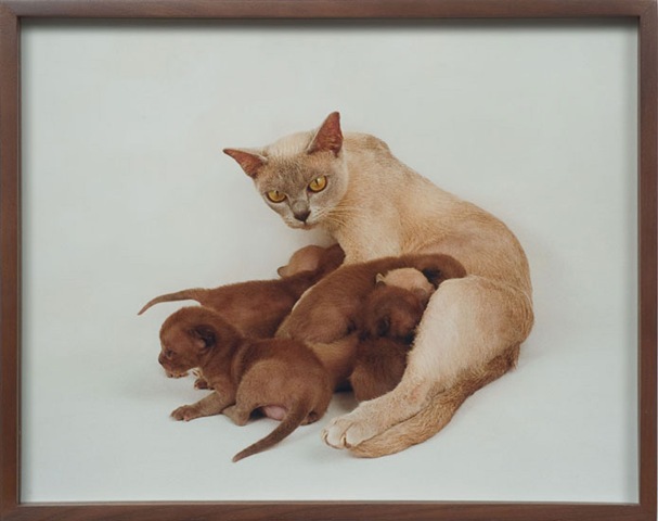 [kitties%255B4%255D.jpg]
