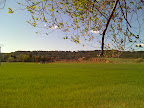 Al fondo cortados del río Henares por Zulema – 12-abr-2009 Al fondo cortados del río Henares por Zulema – 12-abr-2009